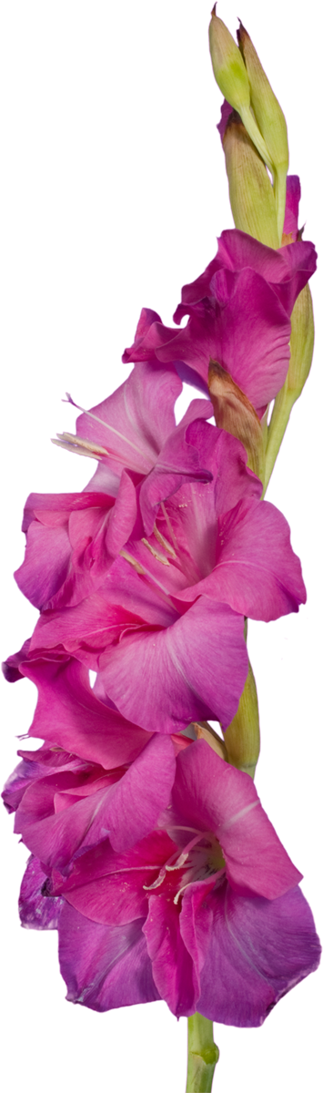Purple Gladiolus - Gladiolus (355x1200)