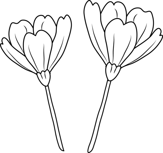 Poppy Flowers Coloring Page - Clip Art (550x517)