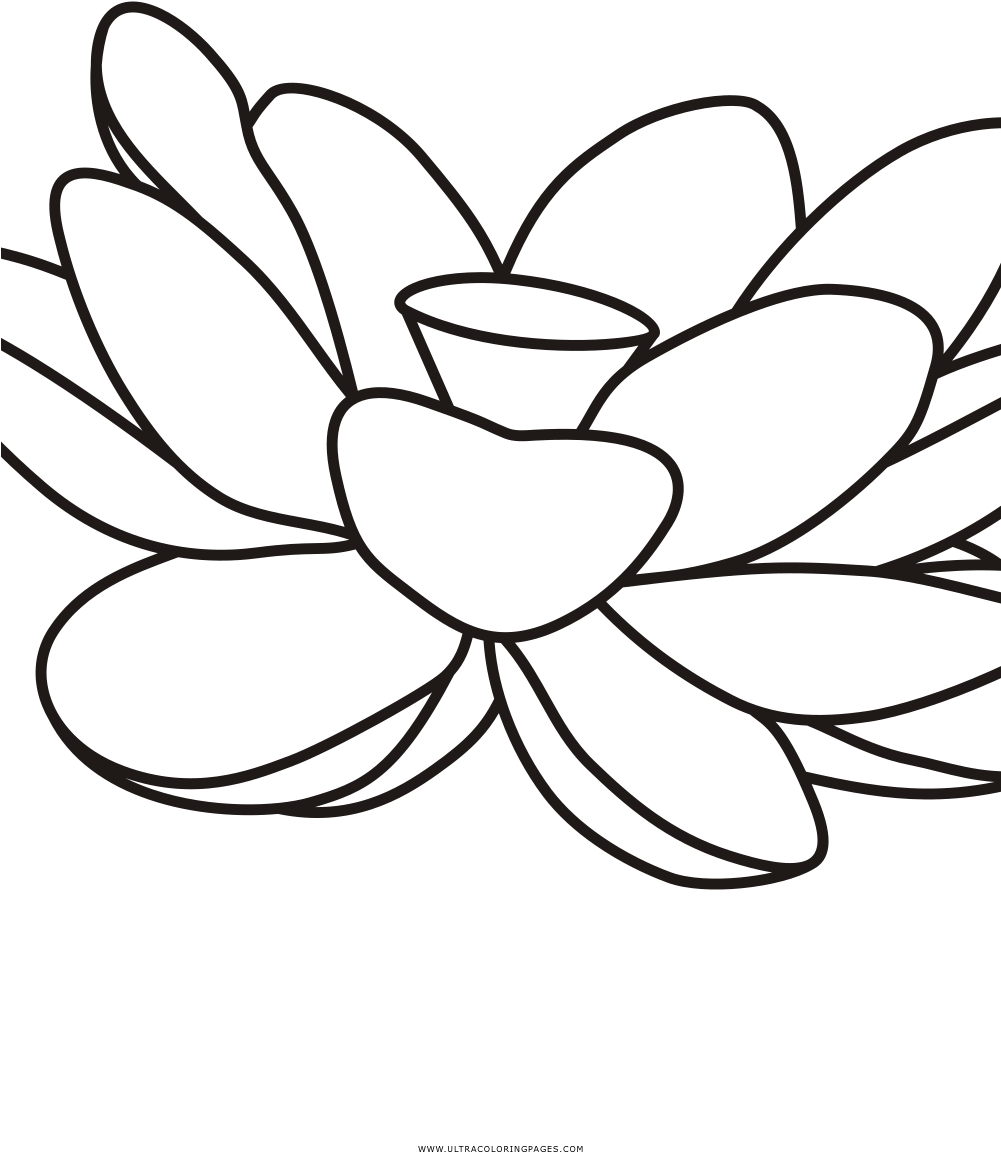 Lotus Coloring Page - Coloring Book (1000x1414)