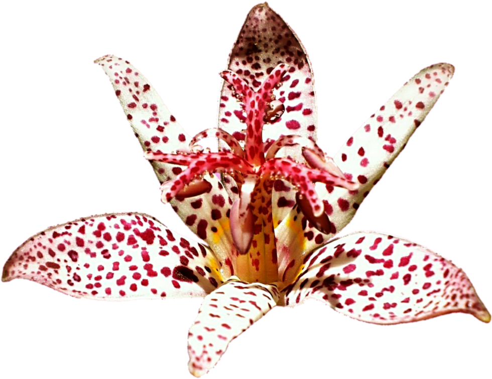 Spider Lily By Jeanicebartzen27 - Toad Lily (1011x791)