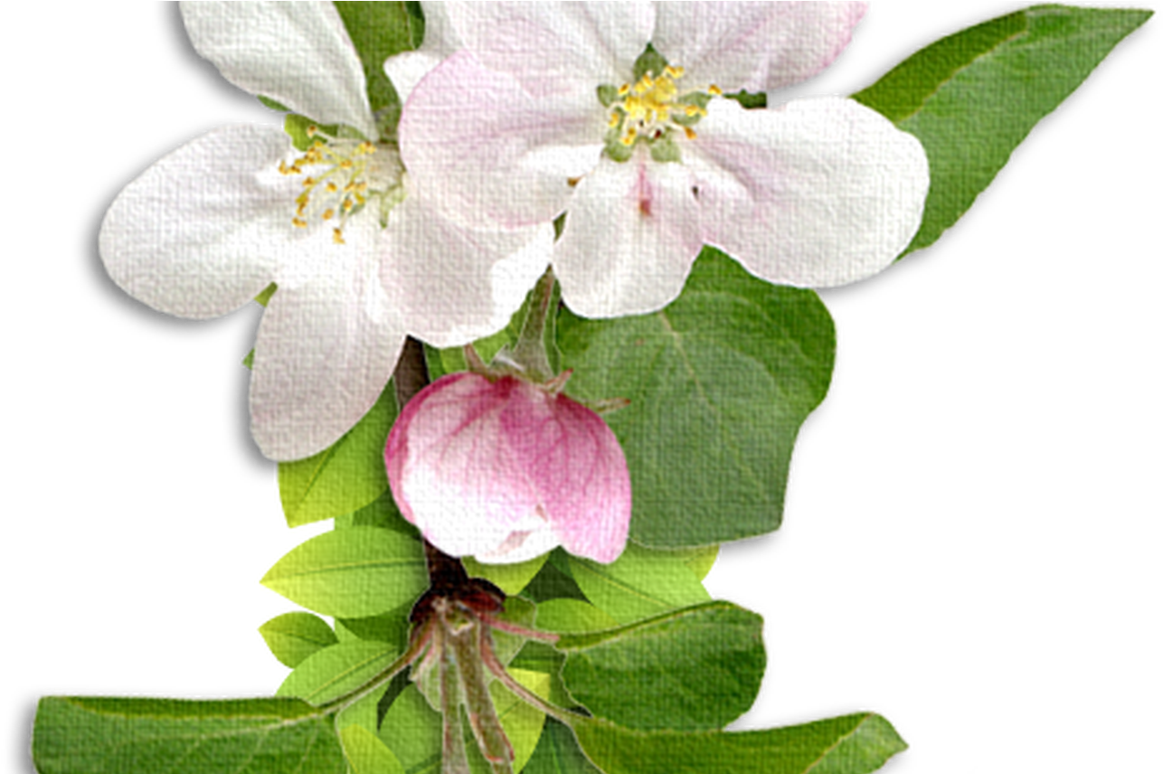 Chb ** Letters & Numbers Pinterest Flower Letters, - Abc Alfabetos Con Alfabetos Florales Alphabet Letters (1368x855)