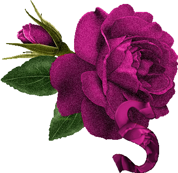 Welcome Rose (400x400)