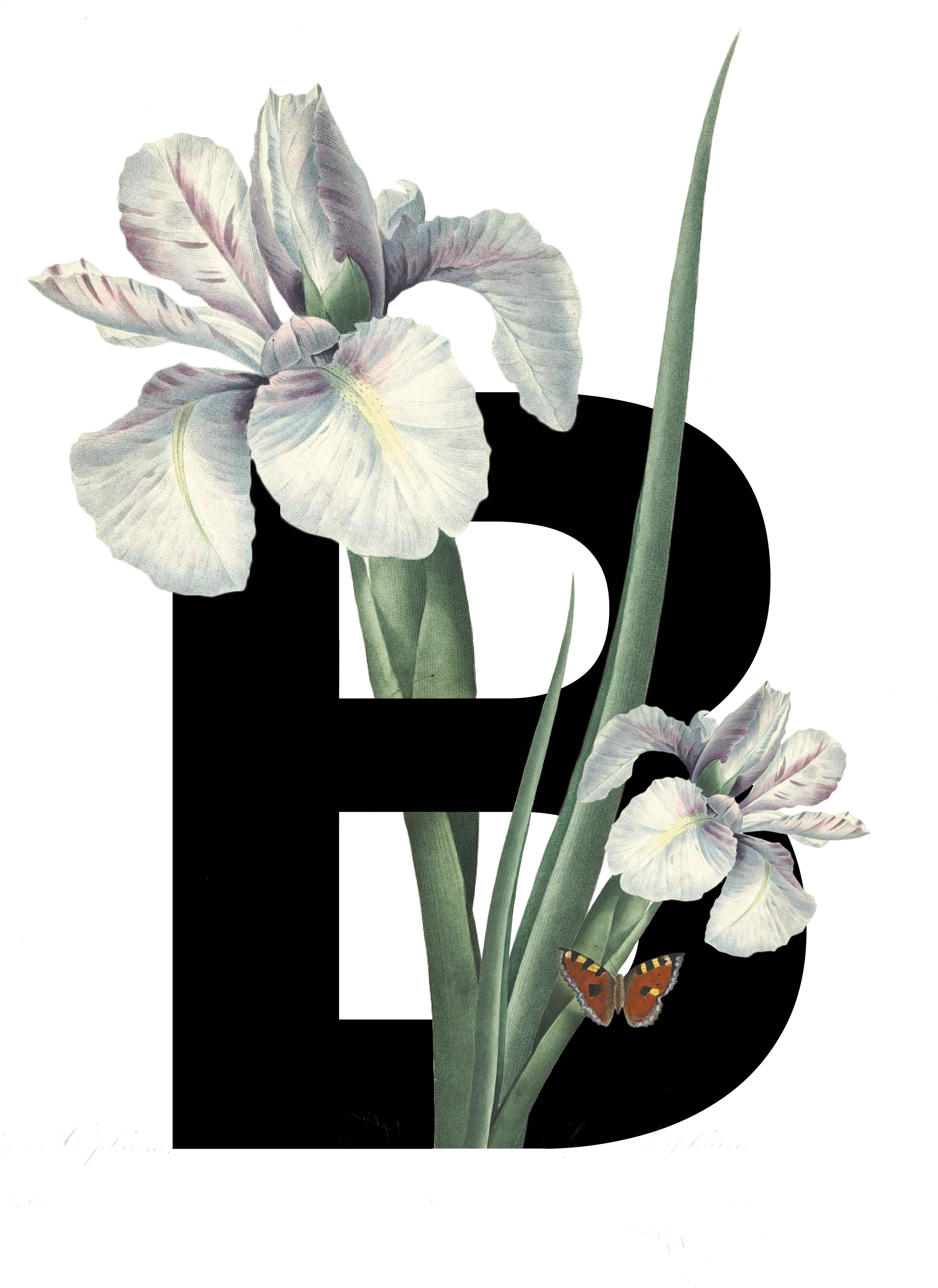 Decorative Type Design - Iris With Butterfly Shower Curtain (3840x5120)