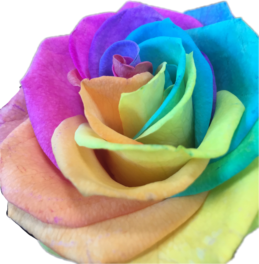 Flowerstickers Rainbow Flower Flowersticker Freetoedit - Rainbow Rose (1024x1042)