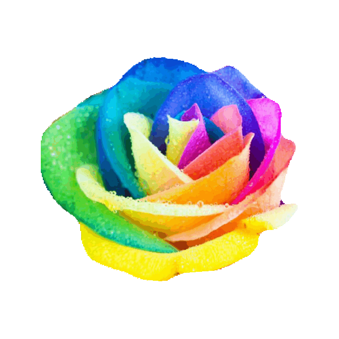 Flowers Sticker By Imoji - Rainbow Rose Gif (516x450)