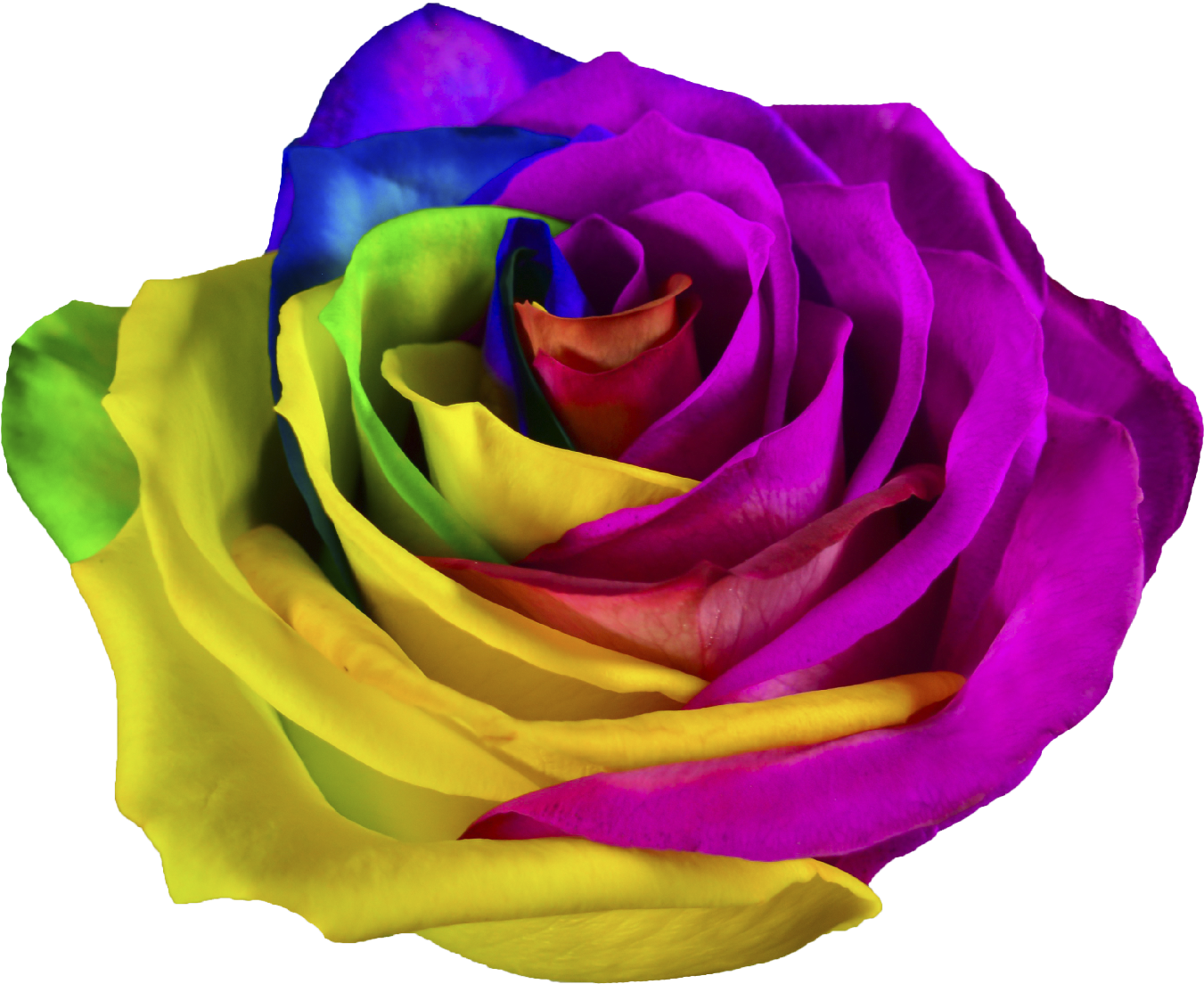 01 Rainbow - Hybrid Tea Rose (1417x1417)
