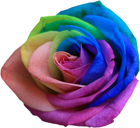 Rainbow Multicolor Flowers - Rose Colours And Names (450x409)