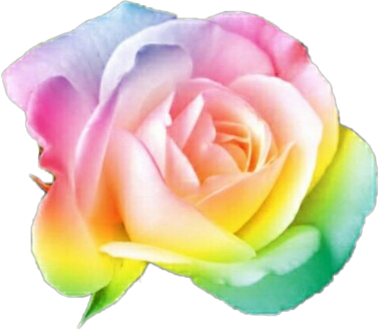 Rainbow Flower Rainbow Flower Nature Plant Thanks To - Single White Rose (379x330)