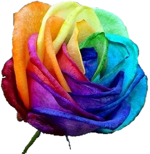 Rainbow - Tie Dye Rose (512x512)