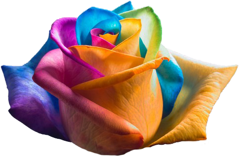 Picture - Rainbow Roses (500x342)