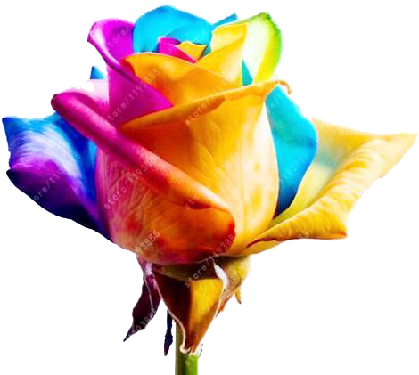 100pcs/bag Rose Seeds With 13 Different Colors - Rainbow Rose (479x436)