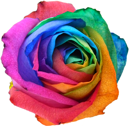 Click And Drag To Re-position The Image, If Desired - Rainbow Rose (600x600)