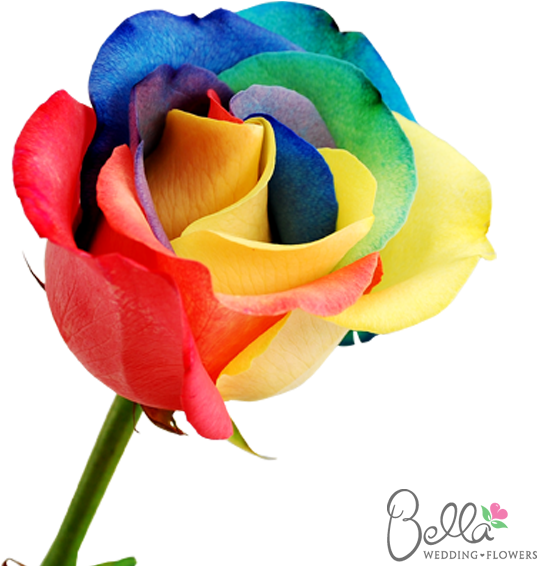 Rainbow - Multiple Color Flowers (600x567)