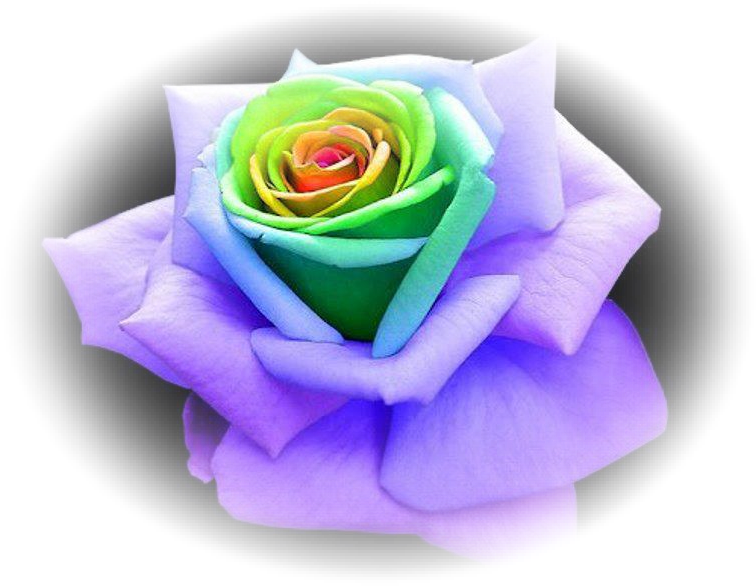 "energy" Chochmah Supernal Father - Most Beautiful And Rare Roses (776x600)