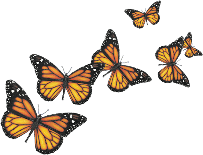 Six Butterflies Png - Butterfly Png (680x516)