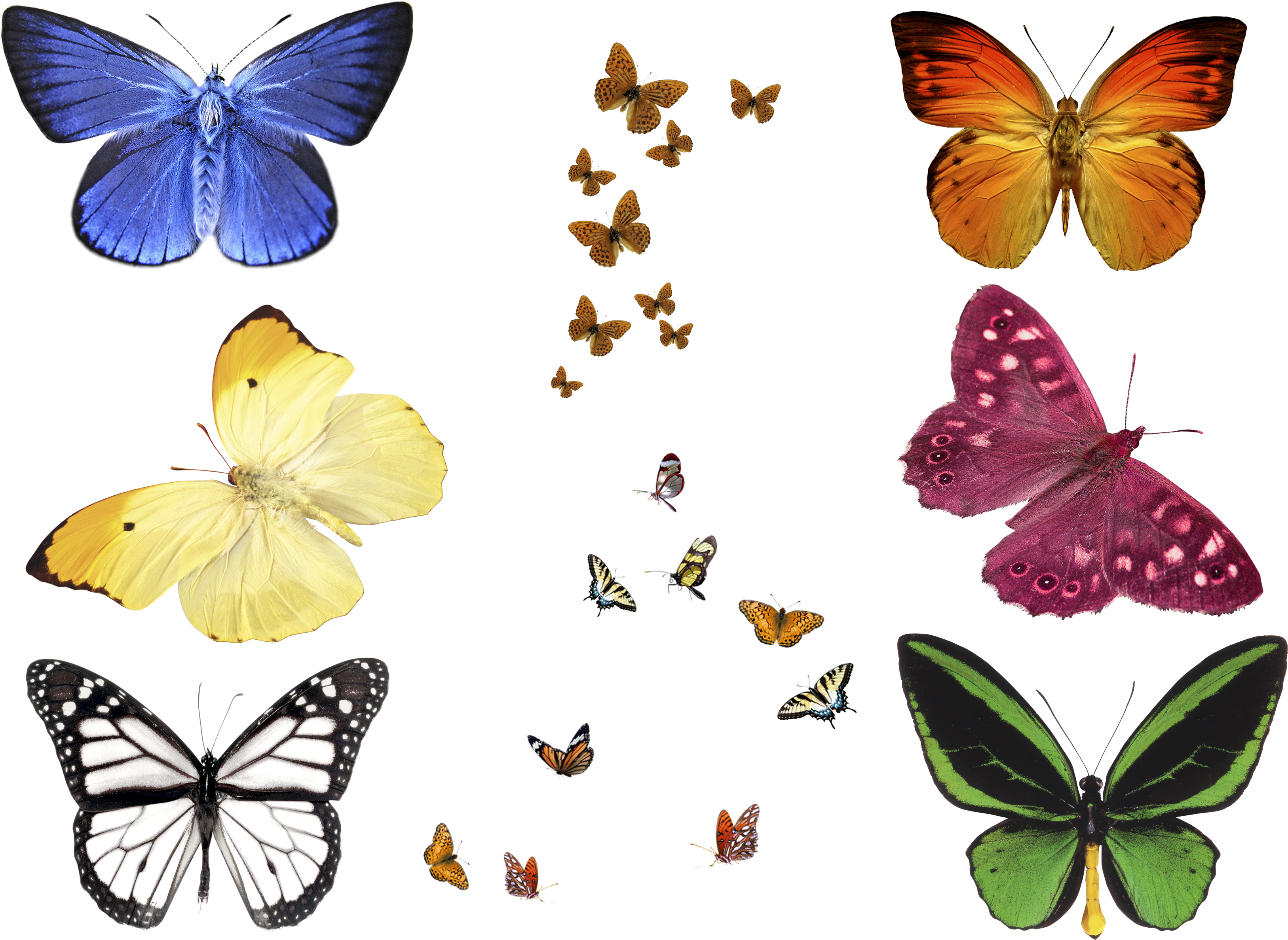 Free Photo Butterfly Overlays, Realistic Natural Flying - Butterfly Png For Photoshop (3508x2480)