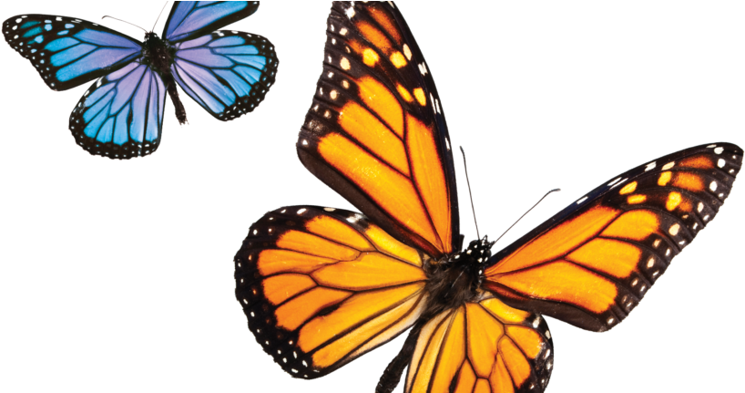 Southcoast Vna To Host Fourth Annual Hope Takes Flight - Free To Be You (860x430)