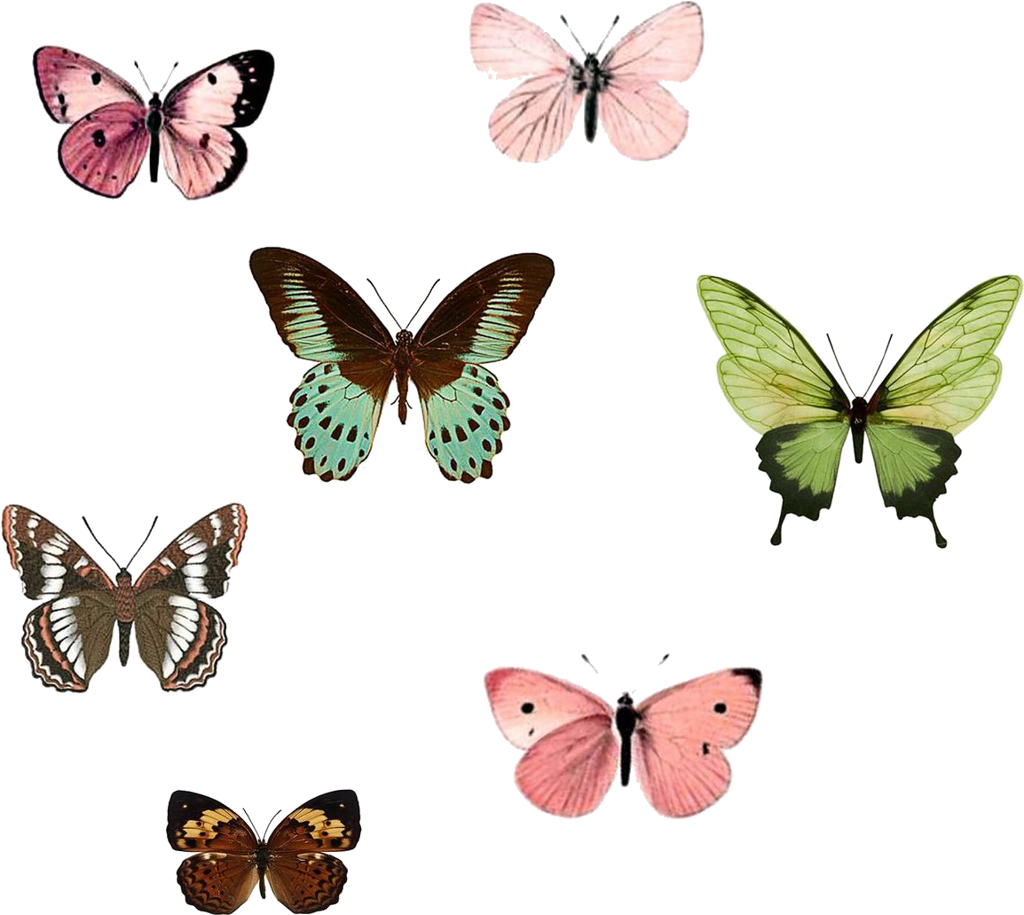 Monarch Butterfly Insect Drawing Nymphalidae - Butterfly (1489x1308)