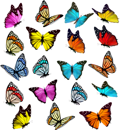 Butterfly Euclidean Vector Illustration - Colorful Butterfly (750x571)