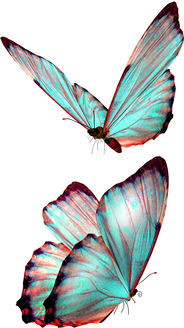 Butterfly Insect Greta Oto - Backgrounds For A Slide Show (600x1086)