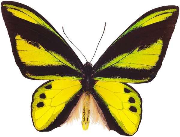 Butterfly Image Png Image - Butterfly (600x457)
