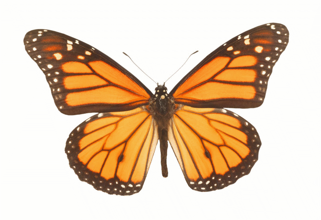 Butterfly From Me To You - Butterfly From Me To You (1105x759)