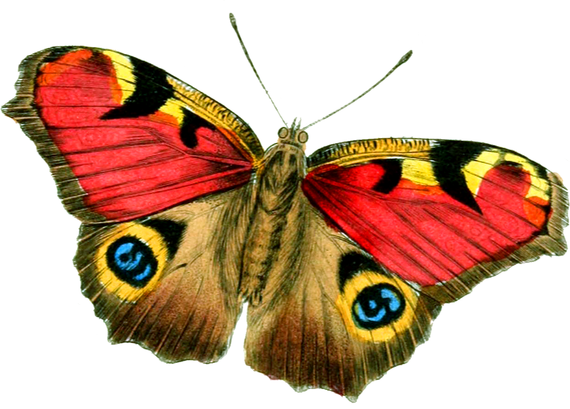 Butterfly Png Clipart Yellow And Green Transparent - Butterfly Png (1110x797)