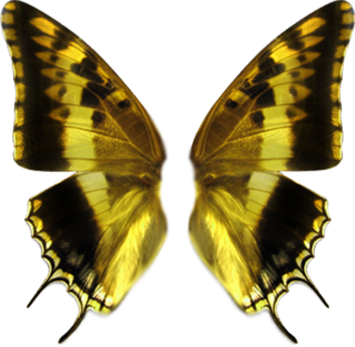 Http - //www - Officialpsds - - Butterfly Wings Transparent Background (400x391)