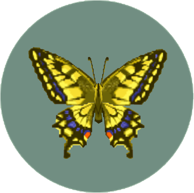 "wherever There Are Orange Trees, These Butterflies - Encyclopedia (385x383)