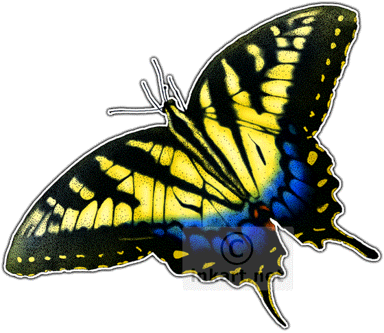 Eastern Tiger Swallowtail Butterfly - Eastern Tiger Swallowtail Butterfly (560x485)
