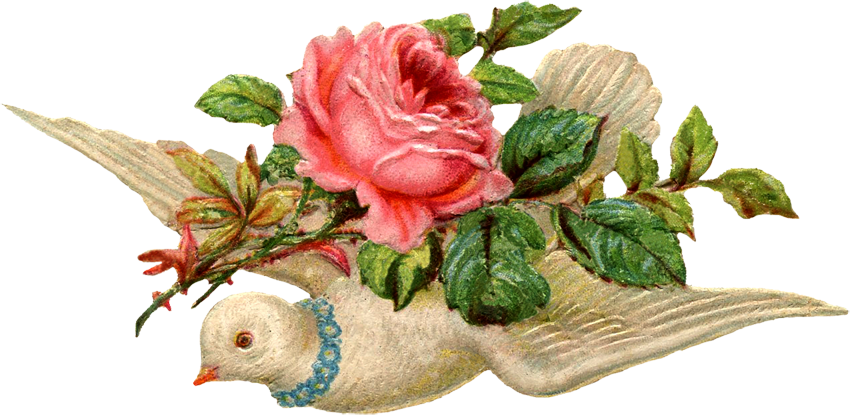 Vintage Images About Roses, Birds, Dogs, Cats, Child - Vintage Dove Png (850x417)