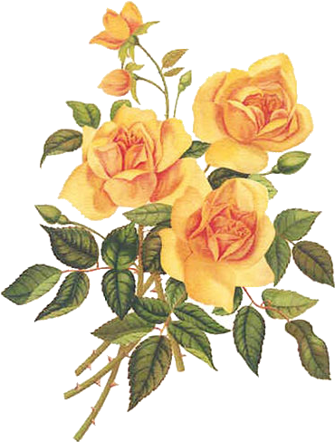 Best Outdoor Electronic Repeller & Control For Birds - Rosa Vector Vintage Png (427x507)