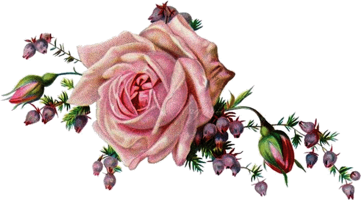 Vintage Images, Vintage Art, Butterflies, Birds, Ephemera, - Png Vintage Rose (736x413)