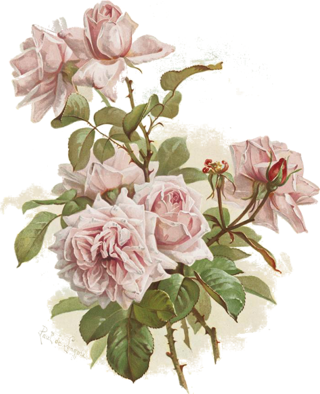 "к" Card From User Olqa Quryanova In Yandex - Vintage Rosa Rosen Iphone 8 Plus/7 Plus Hülle (649x800)