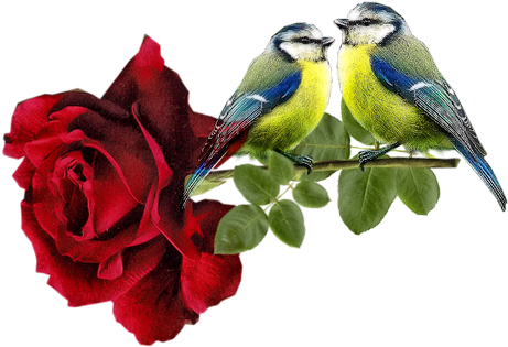 Red Roses Cluster - Rose (500x338)