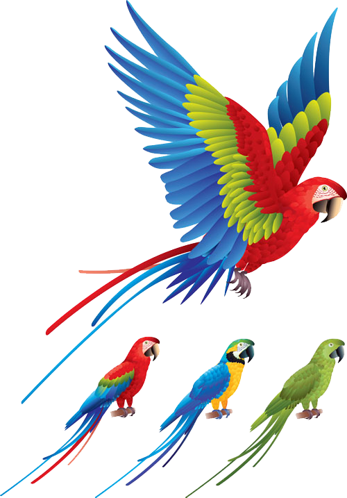 Parrot Bird Red And Green Macaw Clip Art - Parrot Vector Free (500x717)
