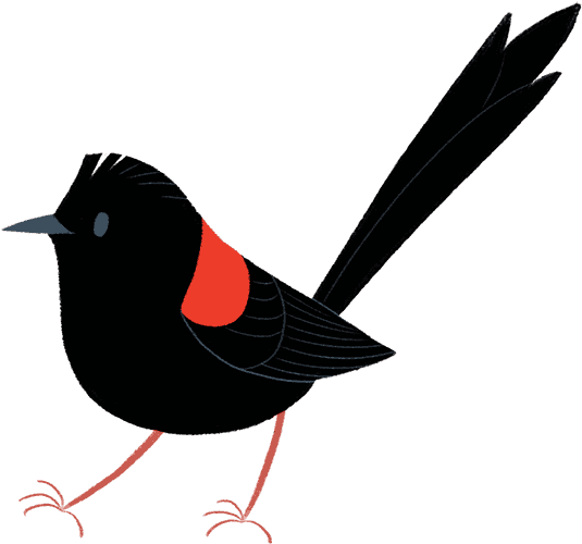 But Dan Still Wondered Why Females Preferred The Males - Red Winged Blackbird Clipart (695x537)