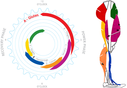 Back It Now - Muscles Used In Cycling (438x302)