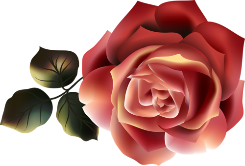 Beautiful Roses - Garden Roses (500x340)