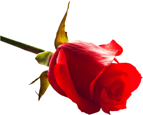 Download Rose Png Image - Red Rose Hd Png (500x423)