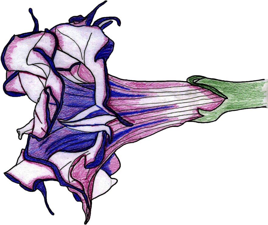 Datura Metel By Xmikrebylex - Datura Metel (900x787)