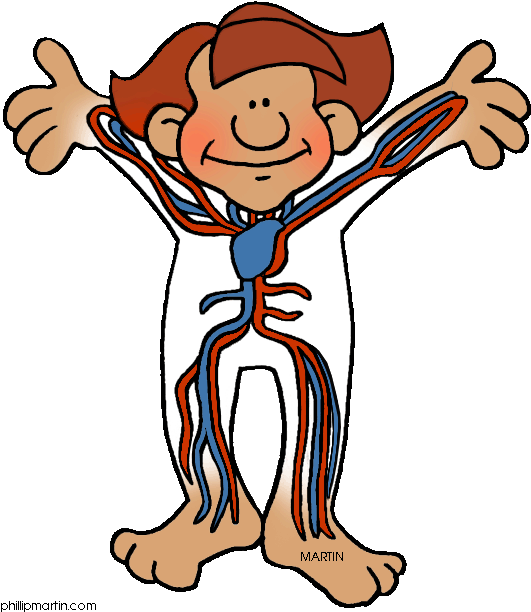 Cartoon - Circulatory System Clipart (563x648)