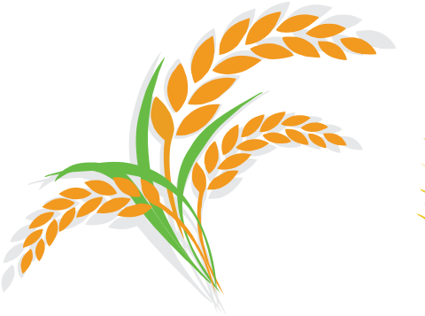 Not Only A Source Of Low Gi Carbs & Fibre, Oats Are - Oat Vector (540x498)