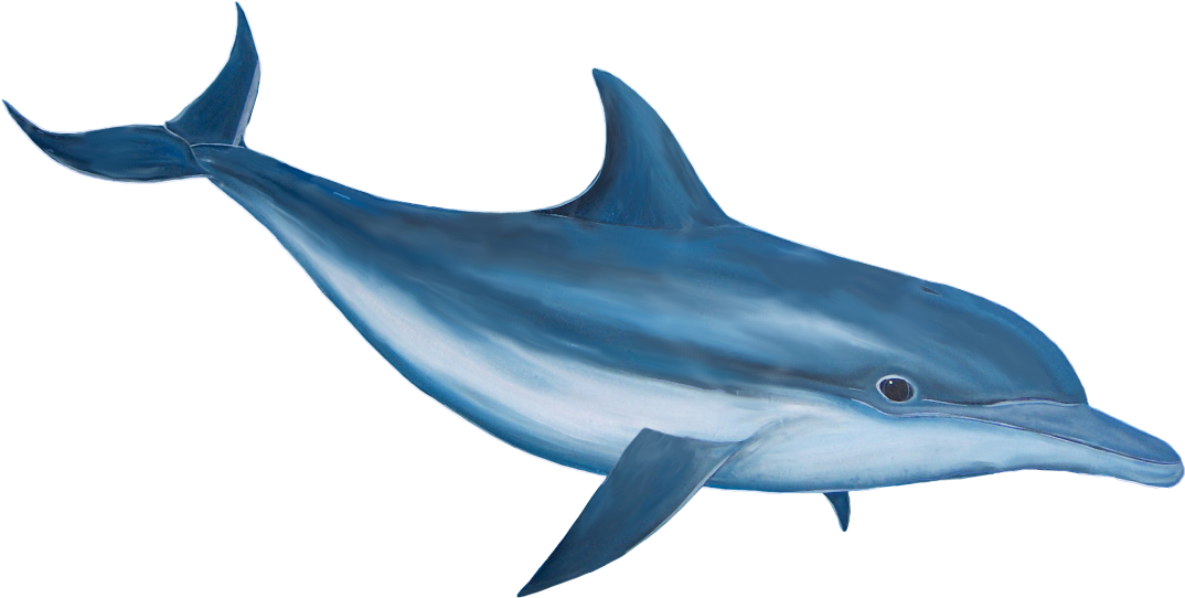 Dolphin Images 89 300903 High Definition Wallpapers - Dolphin Png (1082x555)