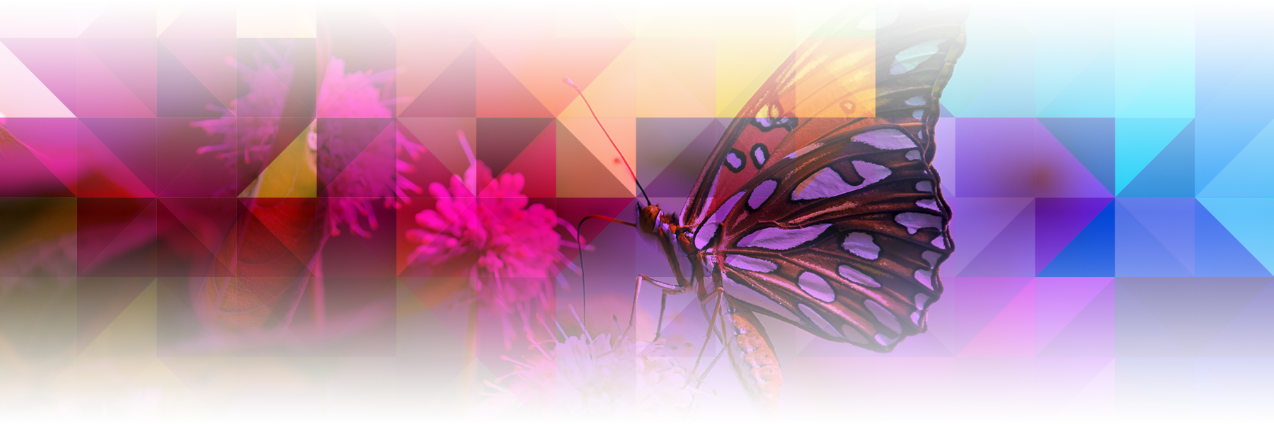 Butterflies - Graphic Design (1800x600)