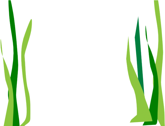 Drawn Seaweed Clear Background - Drawn Seaweed Clear Background (640x480)