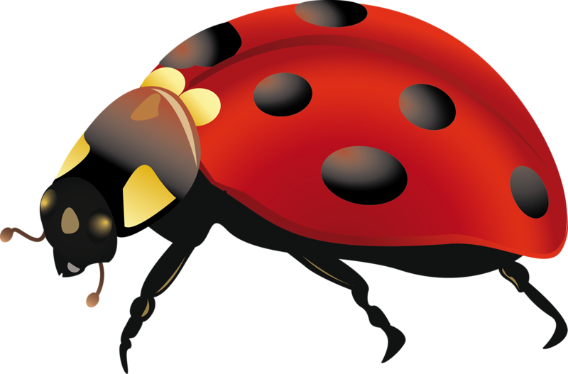 Scarab Clip Art - Cartoon (800x527)