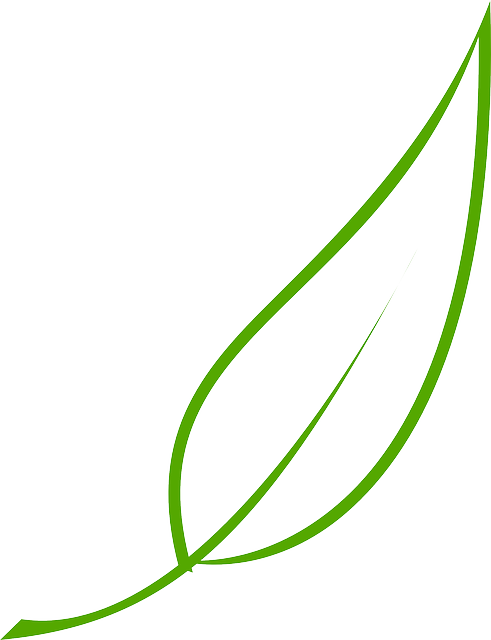 Green, Outline, Drawing, Leaf, Cartoon, Free, Color - Leaf Clipart Vector (491x640)
