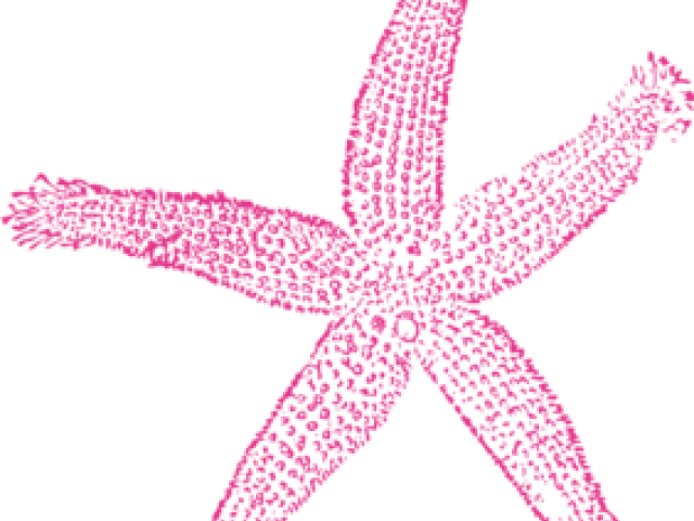 Drawn Starfish Transparent Background - Estrellas De Mar Png (640x480)