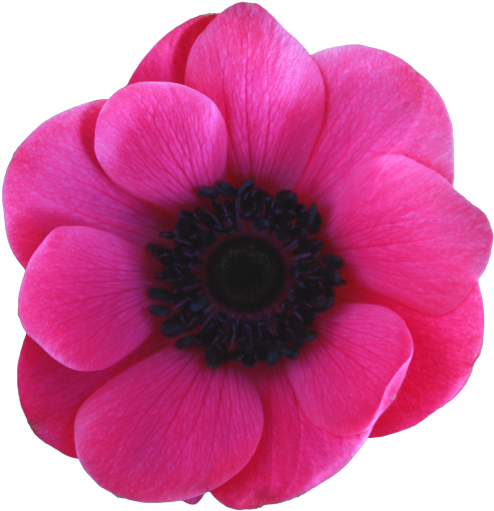 Anemone Transparent (500x517)
